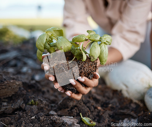 Image of Plant, gardening and woman hands in soil for sustainability, eco friendly farming and vegetables development. Plants, growth and person or volunteer for earth day, sustainable or green project