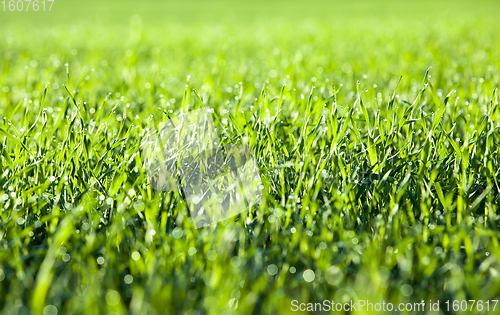 Image of Green grass close up