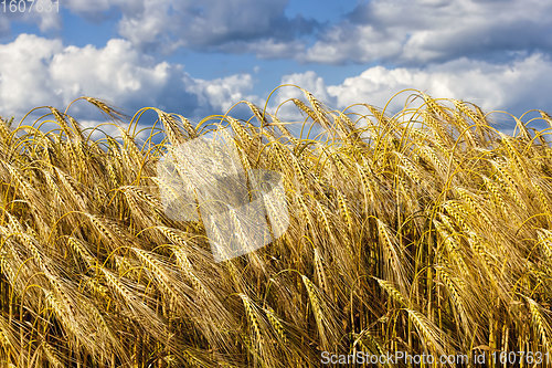 Image of an agricultural field