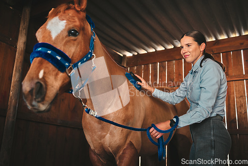 Image of Equestrian, ranch and a woman with her horse in a barn, brushing fur before training as a jockey. Farm, sports and a female rider cleaning her pet in a stable preparation of an equine event or hobby