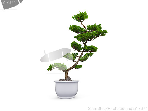 Image of bonsai over white