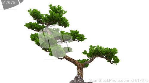 Image of bonsai over white