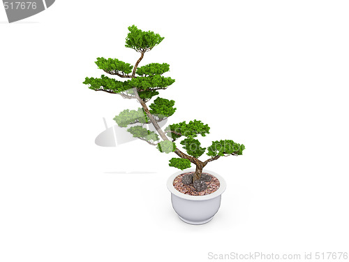 Image of bonsai over white