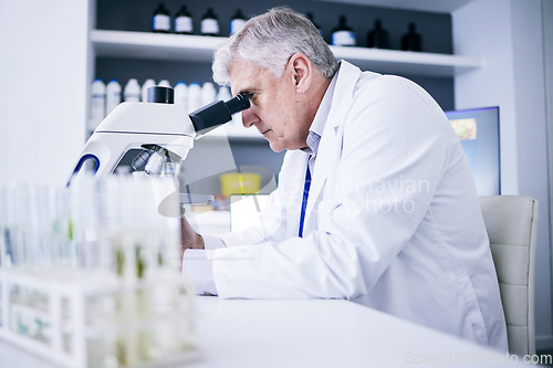 Image of Science, laboratory and man on microscope for plants research, medical analysis and growth particles or medicine test. Biotechnology, pharmaceutical and senior scientist or doctor for drugs solution