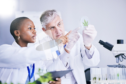 Image of Scientist, team and analysis of marijuana leaf, science study for medical research and ecology in lab. Man, woman with weed plant in petri dish, check cannabis test sample and scientific experiment