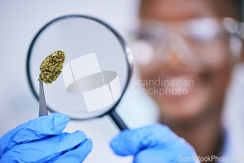 Image of Scientist, analysis of marijuana bud and magnifying glass, science study for medical research and ecology in lab. Person with weed plant, CBD and check cannabis test sample for scientific experiment