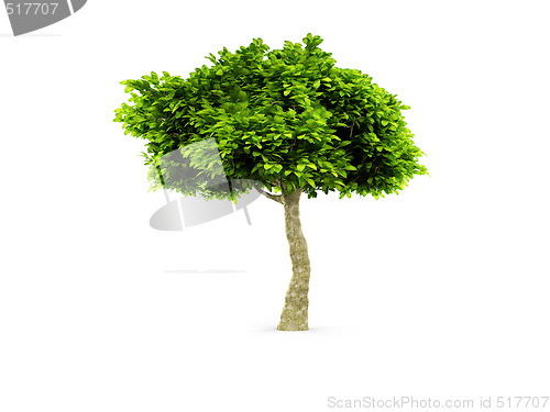 Image of lone green tree isolated on white