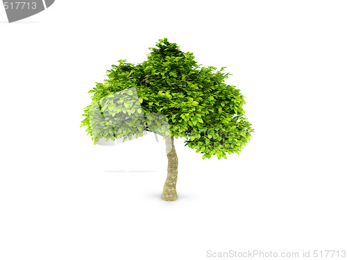 Image of lone green tree isolated on white