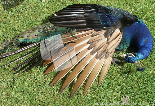 Image of Sleeping Peacock