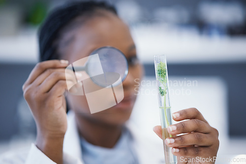 Image of Magnifying glass, black woman or scientist with plants in test tube for analysis, research or leaf growth. Science blur, studying biotechnology or ecology expert in laboratory for agro development