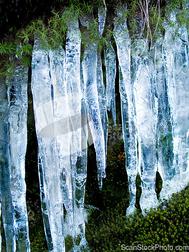 Image of Icicles, plant and moss on cliff outdoor in nature, waterfall and mountain ecology in winter. Frozen ice hanging on green landscape, melting crystal and natural snow covering environment in Europe