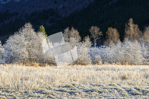 Image of frost-frozen field with cluster of trees in sunlight with forest