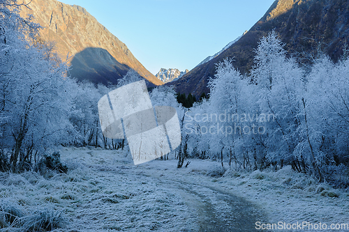 Image of frost-frozen trees along path with mountain peak in sunlight