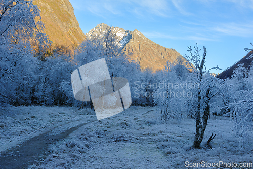 Image of frost-frozen trees along path with mountain peak in sunlight