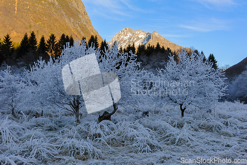 Image of mountain peak in sunshine with frost-frozen bushes