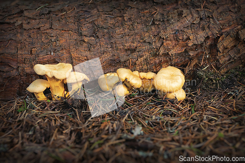 Image of chanterelle mushroom growing in spruce forest