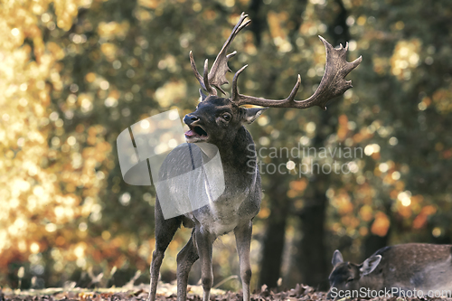 Image of fallow deer in beautiful autumn setting