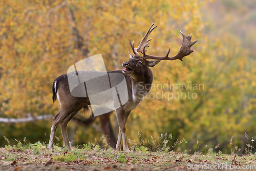 Image of fallow deer stag in autumn forest