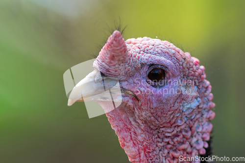 Image of Meleagris gallopavo portrait