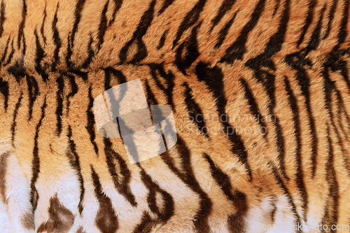 Image of real tiger skin