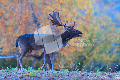 Image of roaring fallow deer stag