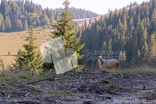 Image of sheep in natural mountain setting