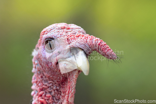 Image of turkey portrait over green out of focus background