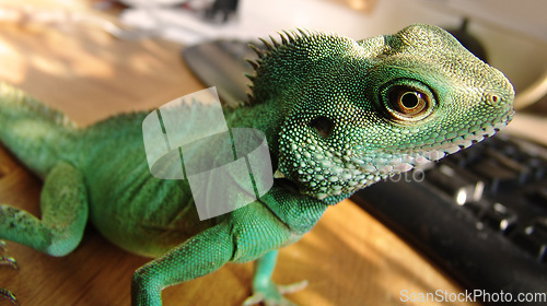 Image of Green, scales and closeup of an iguana in a house for adventure, exploring or a unique creature. Pet, home and a lizard or tropical animal in a room for wildlife, camouflage or exotic reptile