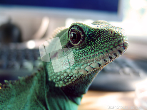 Image of Creature, looking and closeup of an iguana in a house for chameleon, exploring or on a desk. Pet, home and a lizard or tropical animal on a table for wildlife, camouflage or exotic reptile