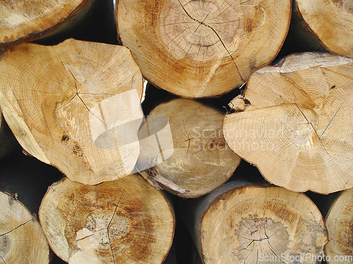 Image of Trees, background and stack of wood in circle for deforestation, sustainability and timber material. Closeup, ring patterns and log texture in environment, plant ecology and lumber industry in nature