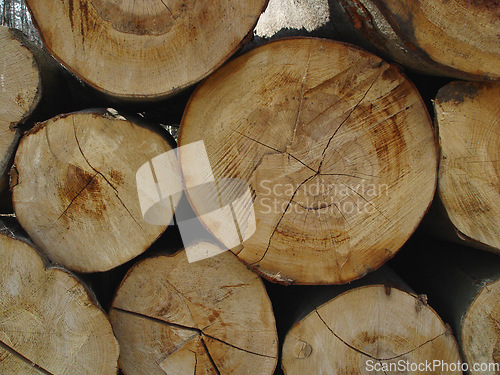 Image of Trees, background and group of log wood in nature for deforestation, sustainability and timber industry. Closeup, ring patterns and circle textures of stump in environment, ecology or lumber resource