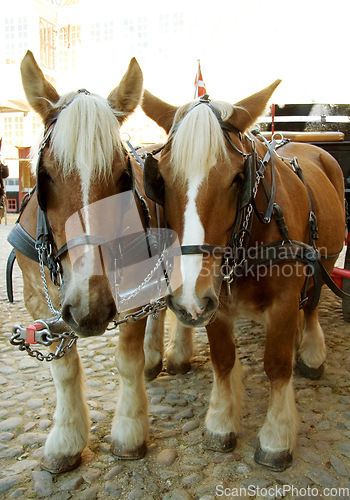 Image of Walking, horses and travel with vintage carriage in for medieval town, parade or transport on street. Pony, animals and trekking transportation on horse chariot vehicle on wheels or cobblestone road