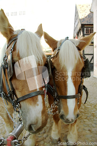 Image of Horses, walking and face outdoor with bridle for carriage in medieval town, parade or transport on street. Pony, animals and trekking transportation on chariot vehicle with horse on cobblestone road