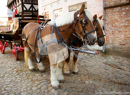 Image of Horse, walking and travel with vintage carriage in for medieval town, Denmark or transport on street. Pony, animals and horses trekking transportation or chariot vehicle on wheels or cobblestone road