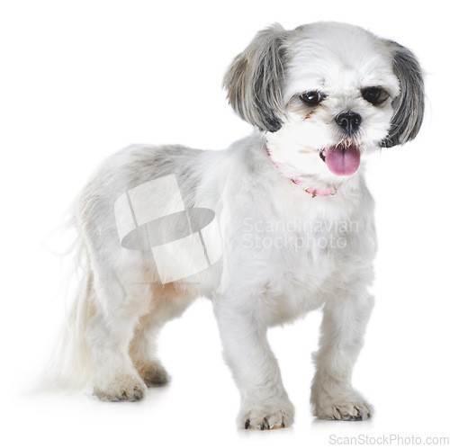 Image of Animal, pet and dog on a white background for adoption, playing and walking in studio. Domestic pets, vet mockup and isolated fluffy, adorable and cute Lhasa apso with tongue out, freedom and health