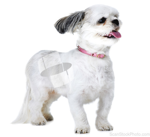 Image of Animal, pet and excited dog on a white background in studio for adoption, playing and fun. Domestic pets, vet mockup and isolated fluffy, adorable and cute Lhasa apso with happy, freedom and health