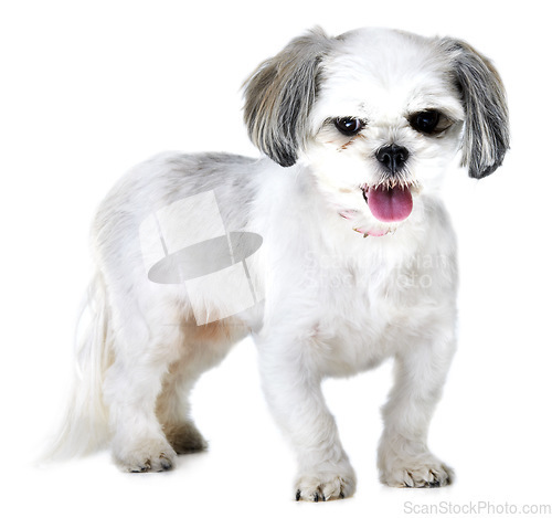 Image of Portrait, pet and dog on a white background in studio for adoption, rescue animal and friendship. Domestic pets, mockup and isolated fluffy, adorable and cute Lhasa apso with happy, energy and health