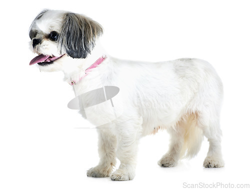 Image of Adoption, pet and dog on a white background in studio for animal care, veterinary and rescue. Domestic pets, mockup and isolated fluffy, adorable or cute Lhasa apso with tongue out, collar and health