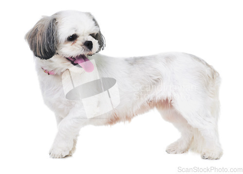 Image of Animal, pet and dog on a white background in studio for best friend, playing and walking. Domestic pets, mockup and isolated fluffy, adorable and cute Lhasa apso with happiness, puppy and health