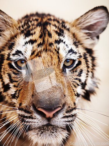 Image of Tiger, closeup and portrait in zoo, nature or park for conservation of animal with stripes or pattern on face. Wild, cat and travel to jungle in India, safari or environment with natural predator