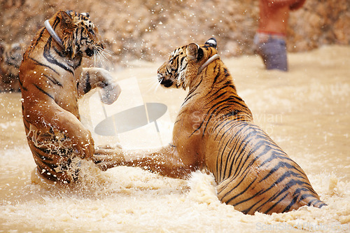 Image of Nature, water and tiger fight in lake with playful jump in mud, fun and endangered wildlife safari. Asian big cats playing together in park, river or animals in Thailand, outdoor action and power.