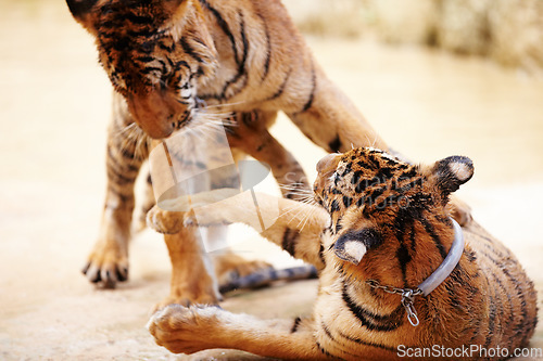 Image of Tigers, playing and outdoor in nature by a zoo for majestic entertainment at a circus or habitat. Wildlife, wrestling and big cats exotic animals family together in a desert or dune conservation.