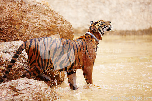 Image of Nature, water and tiger in zoo for animals in mud with rock, endangered wildlife and conservation. Big cat playing in pool, park or river in Thailand for safari, outdoor action and power with jungle