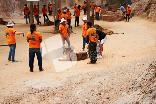 Image of Zoo, guards and people by tigers in nature relaxing for mystical entertainment at a circus. Jungle, exotic animals and group of trainers with big cats in outdoor sustainable conservation or sanctuary