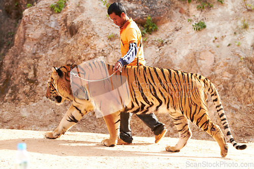 Image of Zoo, wildlife and man with a tiger for circus with a chain by a for majestic entertainment. Animal, feline and an exotic big cat walking with a male trainer in an outdoor habitat or conservation.