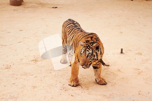 Image of Zoo, wildlife and tiger in the sand by a circus for majestic entertainment or safari. Animal, feline and an exotic big cat walking in a desert or dune in an outdoor conservation or habitat in India.