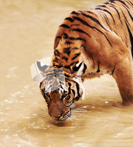 Image of Nature, animals and tiger drinking water in zoo with playful cubs in mud for endangered wildlife. Jungle, strong cat park, river or dam in Thailand for safari, outdoor danger and predator with power
