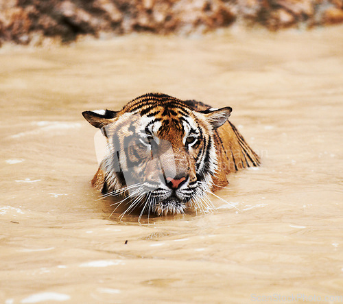Image of Water, calm and tiger swimming in pond in nature by a zoo for majestic entertainment at a circus or habitat. Wildlife, peaceful and big cat exotic animal playing in dam in desert or dune conservation