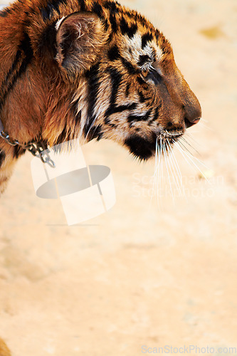 Image of Zoo, tiger and animal outdoor in nature or park for conservation of safari with stripes or pattern on face. Wild, cat and travel in Indonesia, jungle or veterinary sanctuary for safety of predator