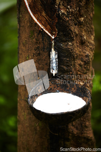 Image of Rubber, plantation and bowl on tree to collect sap for farming, agriculture and production. Nature, sustainability and closeup of liquid drip from trees for latex, plastic and harvest in forest